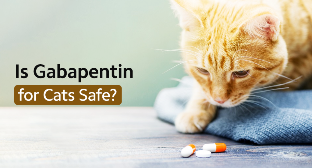 Is Gabapentin for Cats Safe